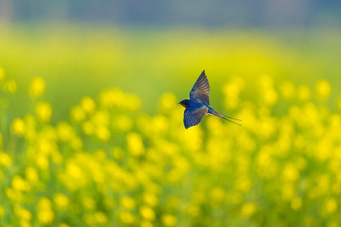 This Photographer Captures The Most Colorful Birds Of India In Action (52 Pics) This Photographer Captures The Most Colorful Birds Of India In Action (52 Pics)
