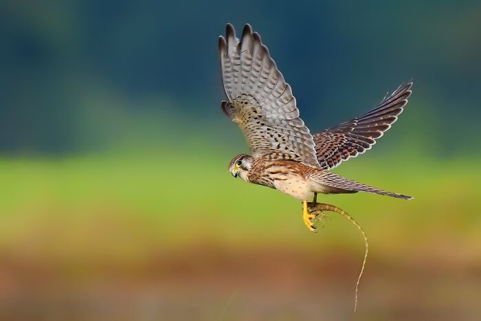This Photographer Captures The Most Colorful Birds Of India In Action (52 Pics) This Photographer Captures The Most Colorful Birds Of India In Action (52 Pics)