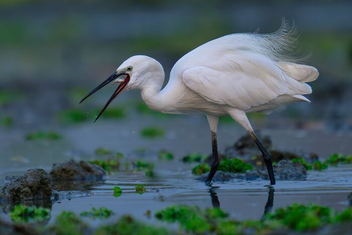 This Photographer Captures The Most Colorful Birds Of India In Action (52 Pics) This Photographer Captures The Most Colorful Birds Of India In Action (52 Pics)