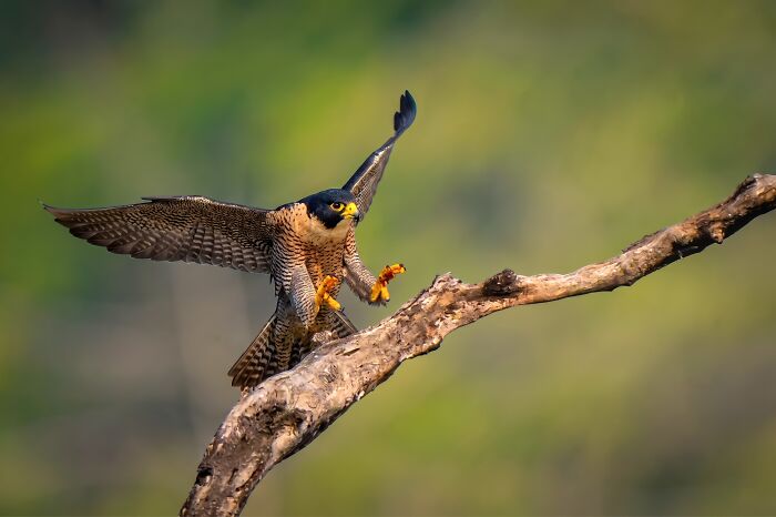 This Photographer Captures The Most Colorful Birds Of India In Action (52 Pics) This Photographer Captures The Most Colorful Birds Of India In Action (52 Pics)