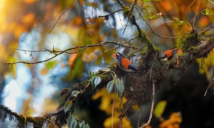 This Photographer Captures The Most Colorful Birds Of India In Action (52 Pics) This Photographer Captures The Most Colorful Birds Of India In Action (52 Pics)