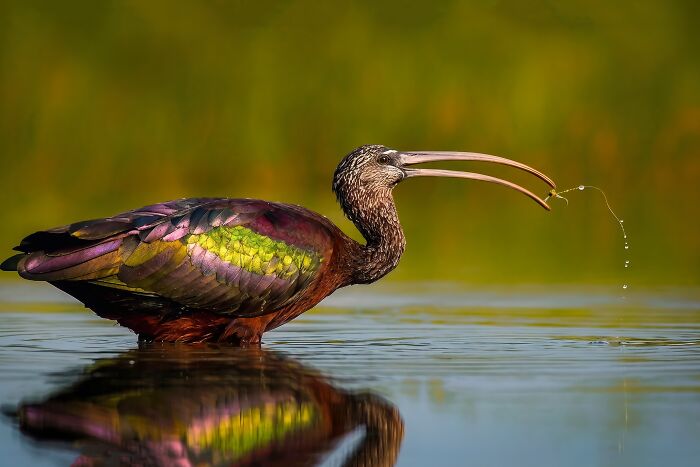 This Photographer Captures The Most Colorful Birds Of India In Action (52 Pics) This Photographer Captures The Most Colorful Birds Of India In Action (52 Pics)