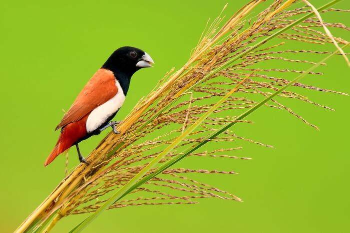 This Photographer Captures The Most Colorful Birds Of India In Action (52 Pics) This Photographer Captures The Most Colorful Birds Of India In Action (52 Pics)