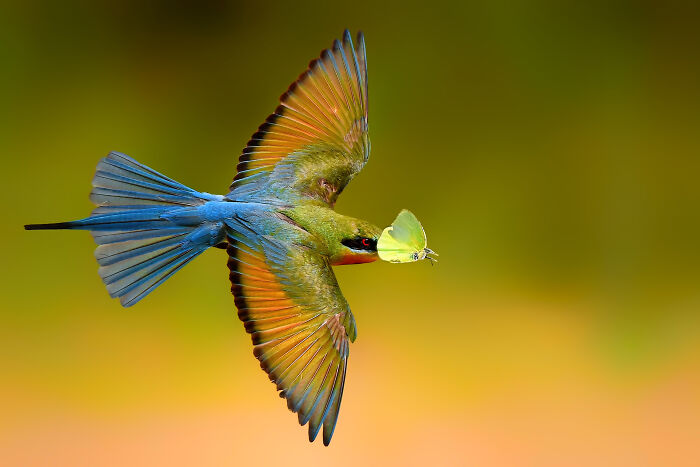 This Photographer Captures The Most Colorful Birds Of India In Action (52 Pics) This Photographer Captures The Most Colorful Birds Of India In Action (52 Pics)