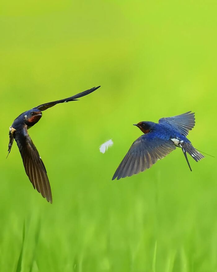 This Photographer Captures The Most Colorful Birds Of India In Action (52 Pics) This Photographer Captures The Most Colorful Birds Of India In Action (52 Pics)