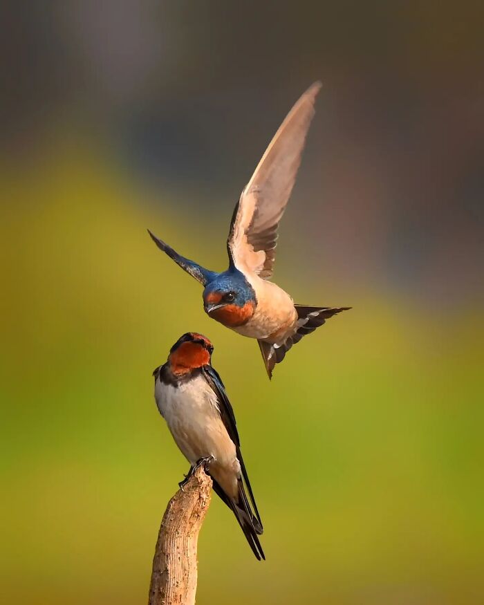 This Photographer Captures The Most Colorful Birds Of India In Action (52 Pics) This Photographer Captures The Most Colorful Birds Of India In Action (52 Pics)