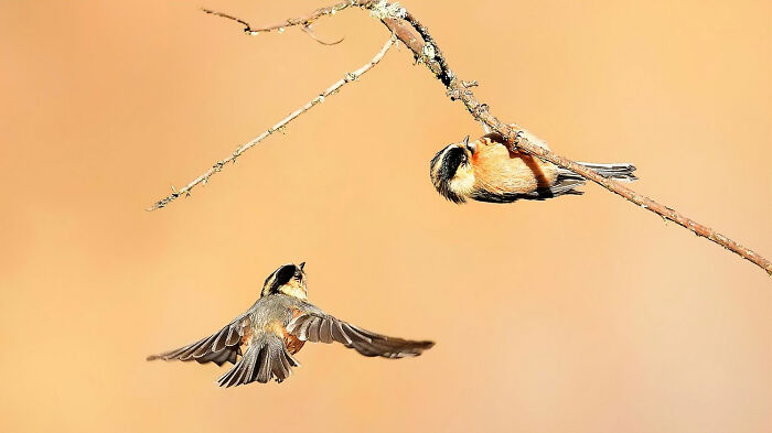 This Photographer Captures The Most Colorful Birds Of India In Action (52 Pics) This Photographer Captures The Most Colorful Birds Of India In Action (52 Pics)