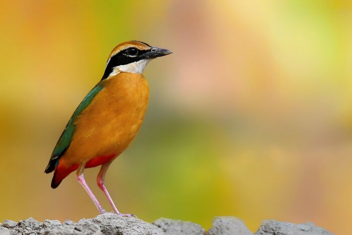 This Photographer Captures The Most Colorful Birds Of India In Action (52 Pics) This Photographer Captures The Most Colorful Birds Of India In Action (52 Pics)