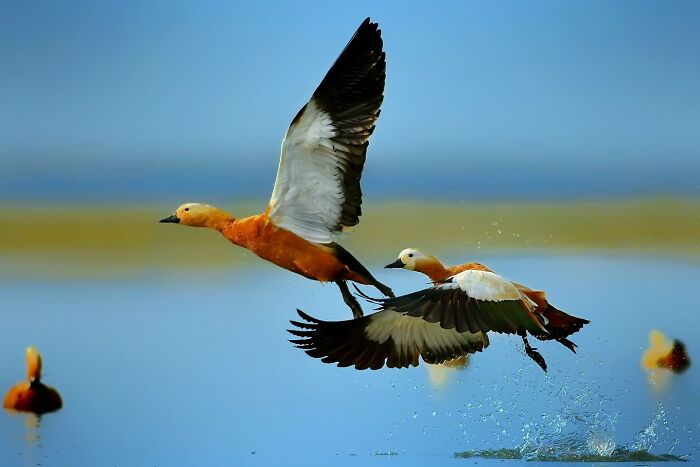 This Photographer Captures The Most Colorful Birds Of India In Action (52 Pics) This Photographer Captures The Most Colorful Birds Of India In Action (52 Pics)