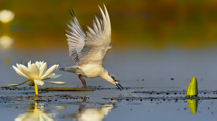 This Photographer Captures The Most Colorful Birds Of India In Action (52 Pics) This Photographer Captures The Most Colorful Birds Of India In Action (52 Pics)