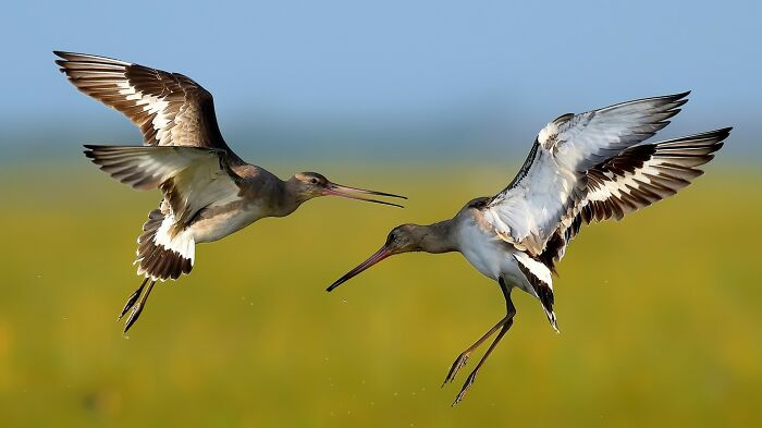 This Photographer Captures The Most Colorful Birds Of India In Action (52 Pics) This Photographer Captures The Most Colorful Birds Of India In Action (52 Pics)