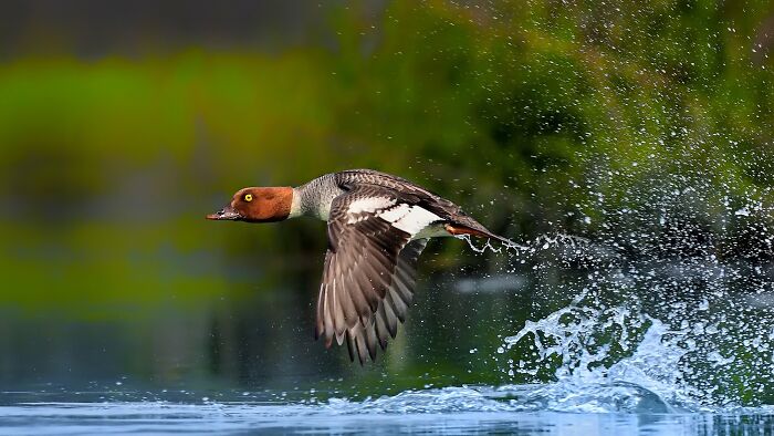 This Photographer Captures The Most Colorful Birds Of India In Action (52 Pics) This Photographer Captures The Most Colorful Birds Of India In Action (52 Pics)