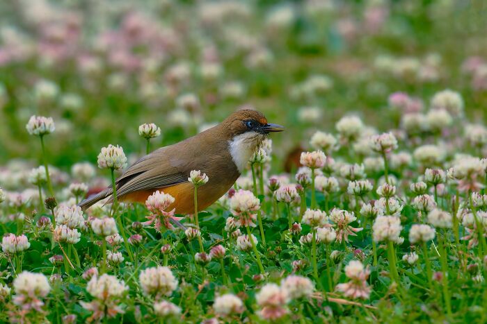 This Photographer Captures The Most Colorful Birds Of India In Action (52 Pics) This Photographer Captures The Most Colorful Birds Of India In Action (52 Pics)