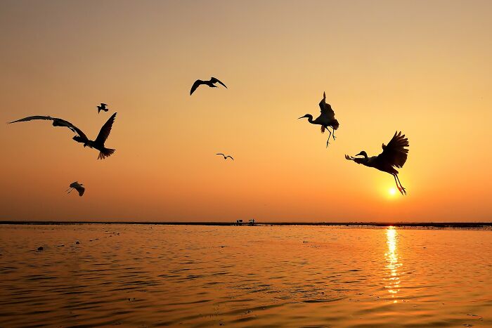 This Photographer Captures The Most Colorful Birds Of India In Action (52 Pics) This Photographer Captures The Most Colorful Birds Of India In Action (52 Pics)