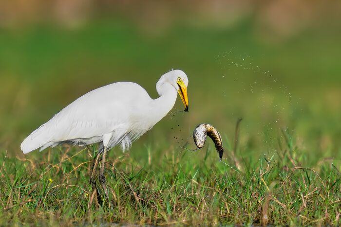 This Photographer Captures The Most Colorful Birds Of India In Action (52 Pics) This Photographer Captures The Most Colorful Birds Of India In Action (52 Pics)