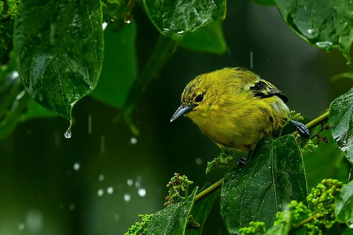This Photographer Captures The Most Colorful Birds Of India In Action (52 Pics) This Photographer Captures The Most Colorful Birds Of India In Action (52 Pics)
