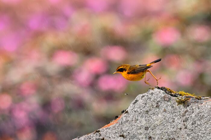 This Photographer Captures The Most Colorful Birds Of India In Action (52 Pics) This Photographer Captures The Most Colorful Birds Of India In Action (52 Pics)