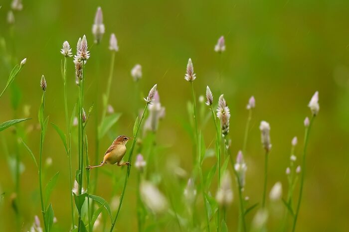 This Photographer Captures The Most Colorful Birds Of India In Action (52 Pics) This Photographer Captures The Most Colorful Birds Of India In Action (52 Pics)