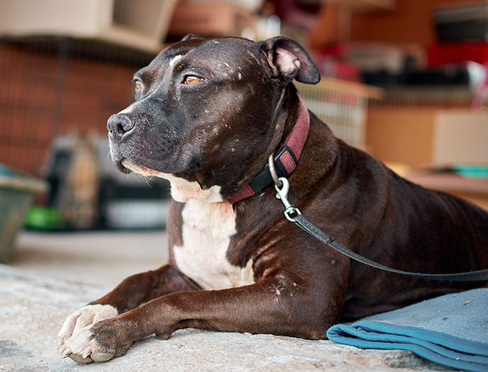 Delusional Mom Threatens To Sue Daughter Because She Doesn’t Feel Safe Around Her Dog
