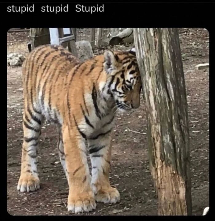 99 Hilariously Unhinged Screenshots That Were Too Funny Not To Share 99 Hilariously Unhinged Screenshots That Were Too Funny Not To Share