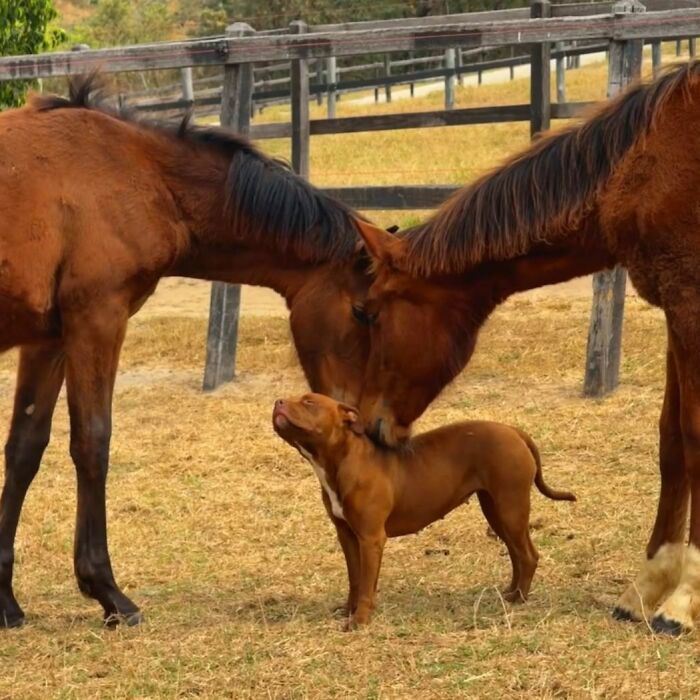 27 Cute And Funny Dog Pics Shared By “The Pet Collective” 27 Cute And Funny Dog Pics Shared By “The Pet Collective”