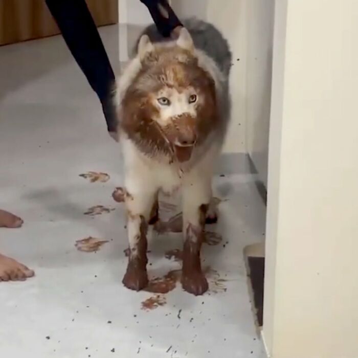 27 Cute And Funny Dog Pics Shared By “The Pet Collective” 27 Cute And Funny Dog Pics Shared By “The Pet Collective”