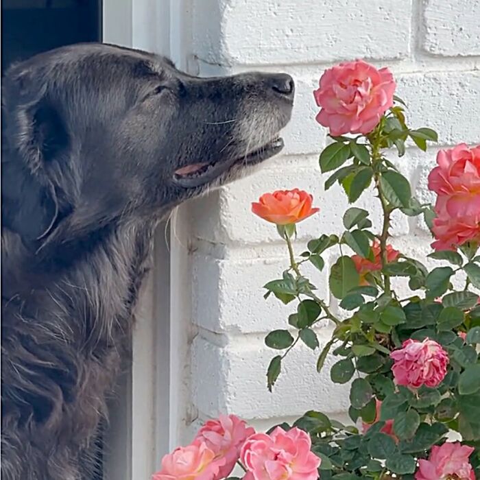 27 Cute And Funny Dog Pics Shared By “The Pet Collective” 27 Cute And Funny Dog Pics Shared By “The Pet Collective”