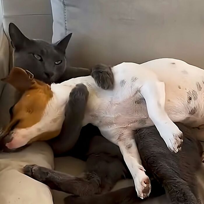 27 Cute And Funny Dog Pics Shared By “The Pet Collective” 27 Cute And Funny Dog Pics Shared By “The Pet Collective”
