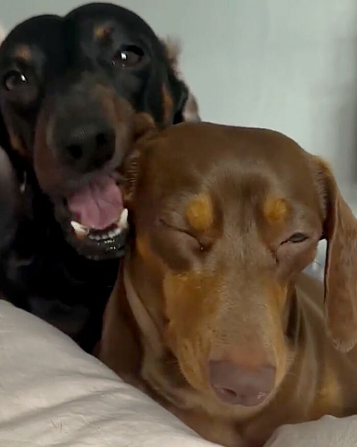 27 Cute And Funny Dog Pics Shared By “The Pet Collective” 27 Cute And Funny Dog Pics Shared By “The Pet Collective”