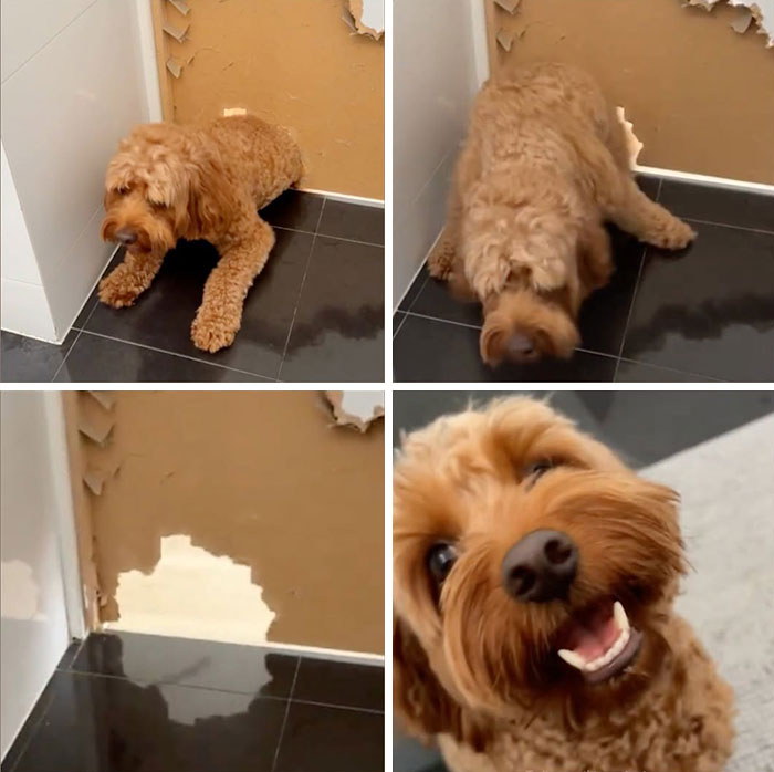 27 Cute And Funny Dog Pics Shared By “The Pet Collective” 27 Cute And Funny Dog Pics Shared By “The Pet Collective”