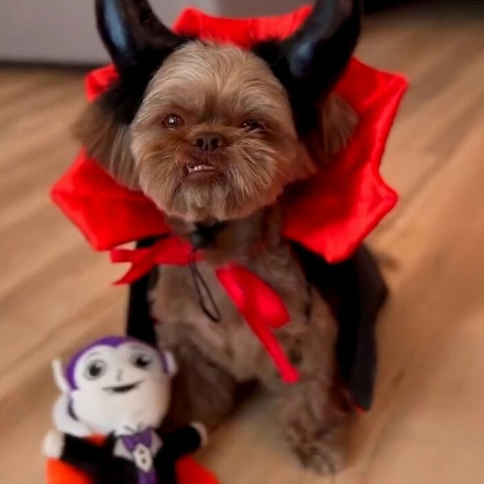 27 Cute And Funny Dog Pics Shared By “The Pet Collective” 27 Cute And Funny Dog Pics Shared By “The Pet Collective”