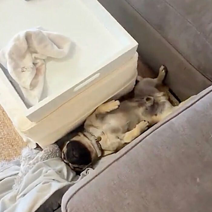 27 Cute And Funny Dog Pics Shared By “The Pet Collective” 27 Cute And Funny Dog Pics Shared By “The Pet Collective”