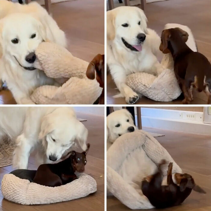 27 Cute And Funny Dog Pics Shared By “The Pet Collective” 27 Cute And Funny Dog Pics Shared By “The Pet Collective”
