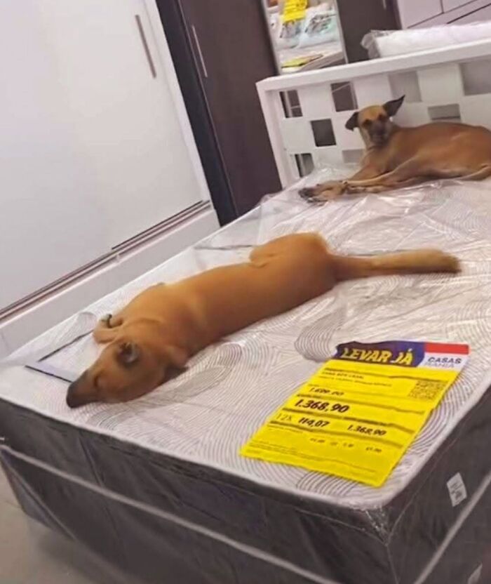27 Cute And Funny Dog Pics Shared By “The Pet Collective” 27 Cute And Funny Dog Pics Shared By “The Pet Collective”