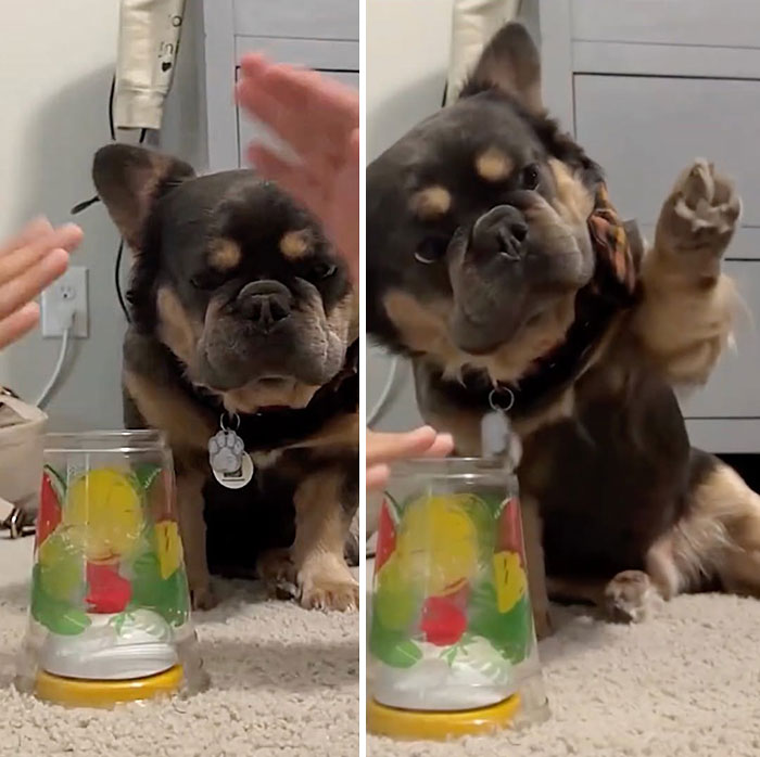 27 Cute And Funny Dog Pics Shared By “The Pet Collective” 27 Cute And Funny Dog Pics Shared By “The Pet Collective”
