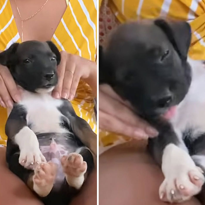 27 Cute And Funny Dog Pics Shared By “The Pet Collective” 27 Cute And Funny Dog Pics Shared By “The Pet Collective”