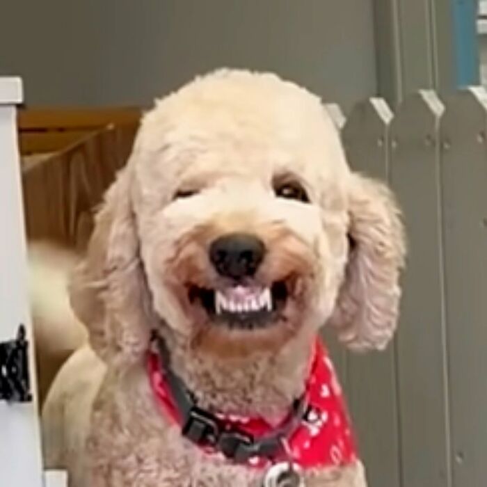 27 Cute And Funny Dog Pics Shared By “The Pet Collective” 27 Cute And Funny Dog Pics Shared By “The Pet Collective”