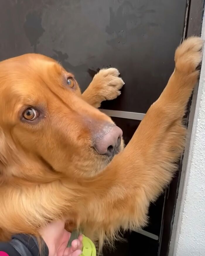 27 Cute And Funny Dog Pics Shared By “The Pet Collective” 27 Cute And Funny Dog Pics Shared By “The Pet Collective”