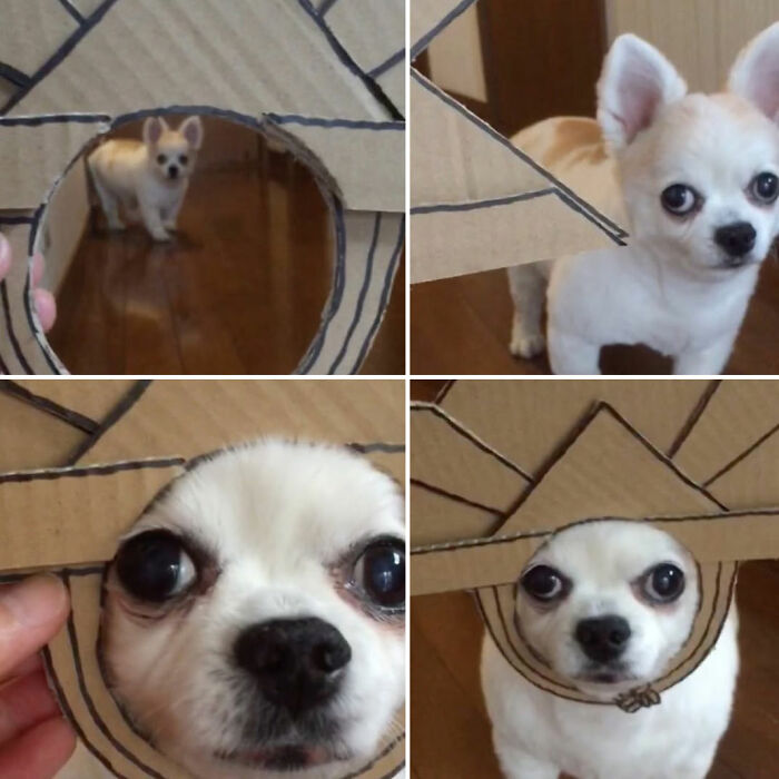27 Cute And Funny Dog Pics Shared By “The Pet Collective” 27 Cute And Funny Dog Pics Shared By “The Pet Collective”