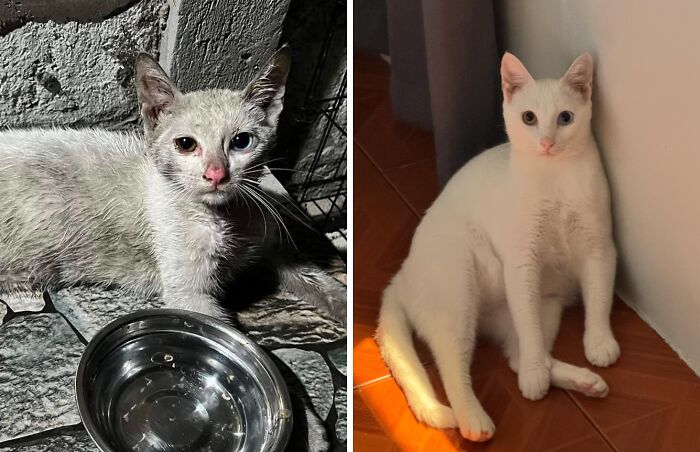 73 Rescue Cat Transformations That Might Heal Your Soul 73 Rescue Cat Transformations That Might Heal Your Soul