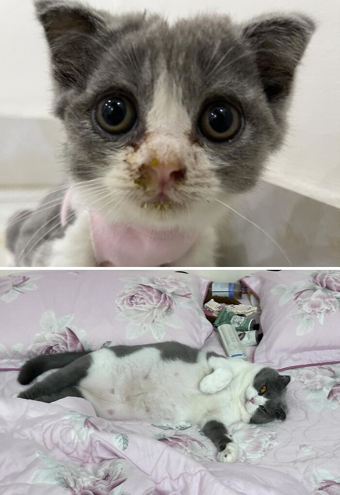 73 Rescue Cat Transformations That Might Heal Your Soul 73 Rescue Cat Transformations That Might Heal Your Soul
