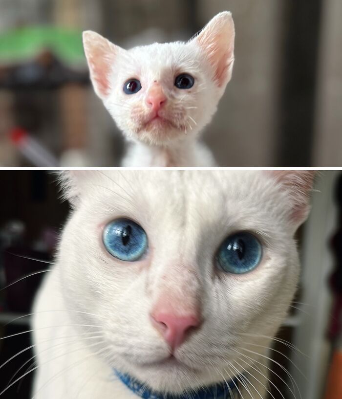 73 Rescue Cat Transformations That Might Heal Your Soul 73 Rescue Cat Transformations That Might Heal Your Soul