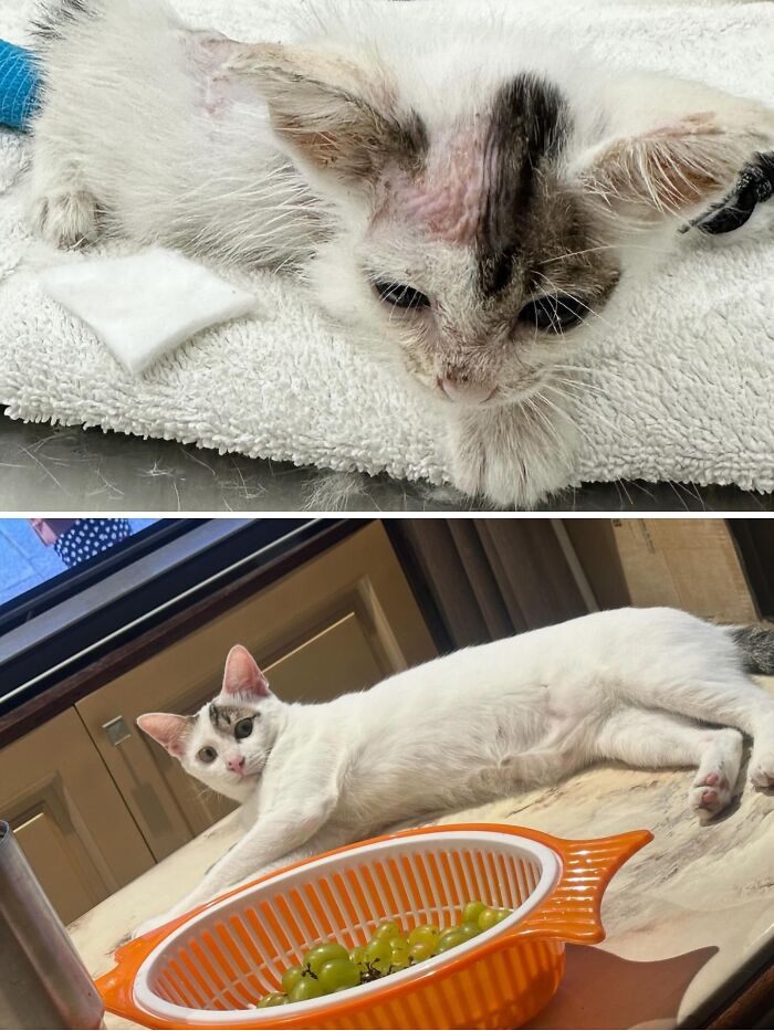 73 Rescue Cat Transformations That Might Heal Your Soul 73 Rescue Cat Transformations That Might Heal Your Soul