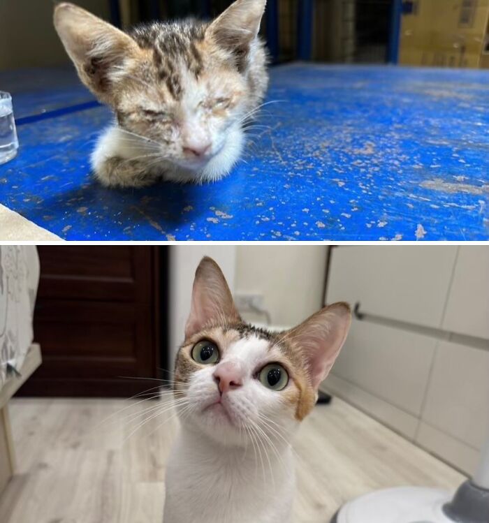 73 Rescue Cat Transformations That Might Heal Your Soul 73 Rescue Cat Transformations That Might Heal Your Soul
