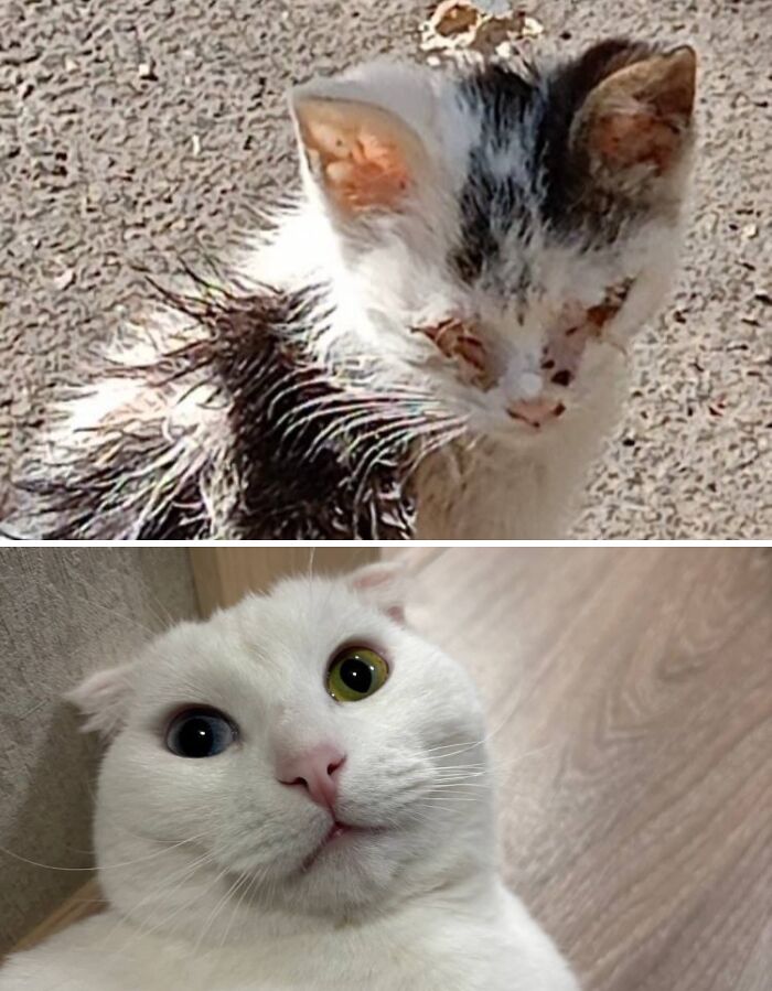 73 Rescue Cat Transformations That Might Heal Your Soul 73 Rescue Cat Transformations That Might Heal Your Soul