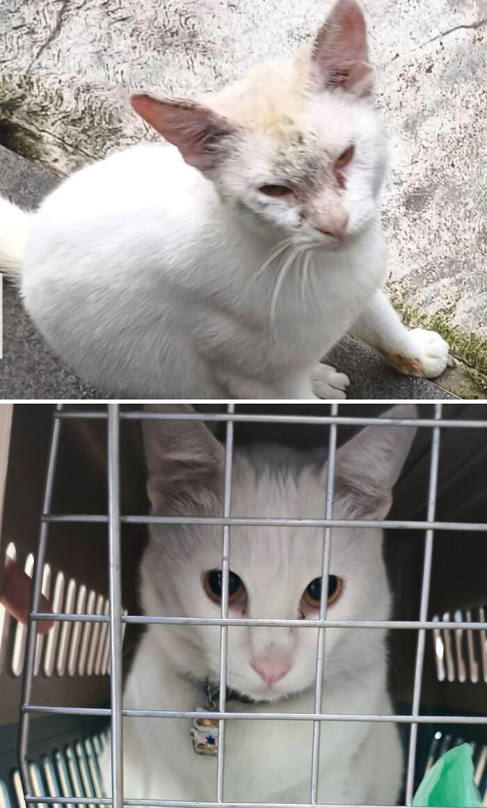 73 Rescue Cat Transformations That Might Heal Your Soul 73 Rescue Cat Transformations That Might Heal Your Soul