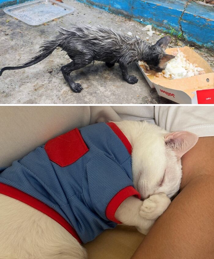 73 Rescue Cat Transformations That Might Heal Your Soul 73 Rescue Cat Transformations That Might Heal Your Soul