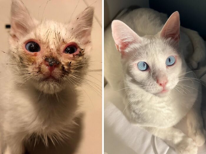 73 Rescue Cat Transformations That Might Heal Your Soul 73 Rescue Cat Transformations That Might Heal Your Soul