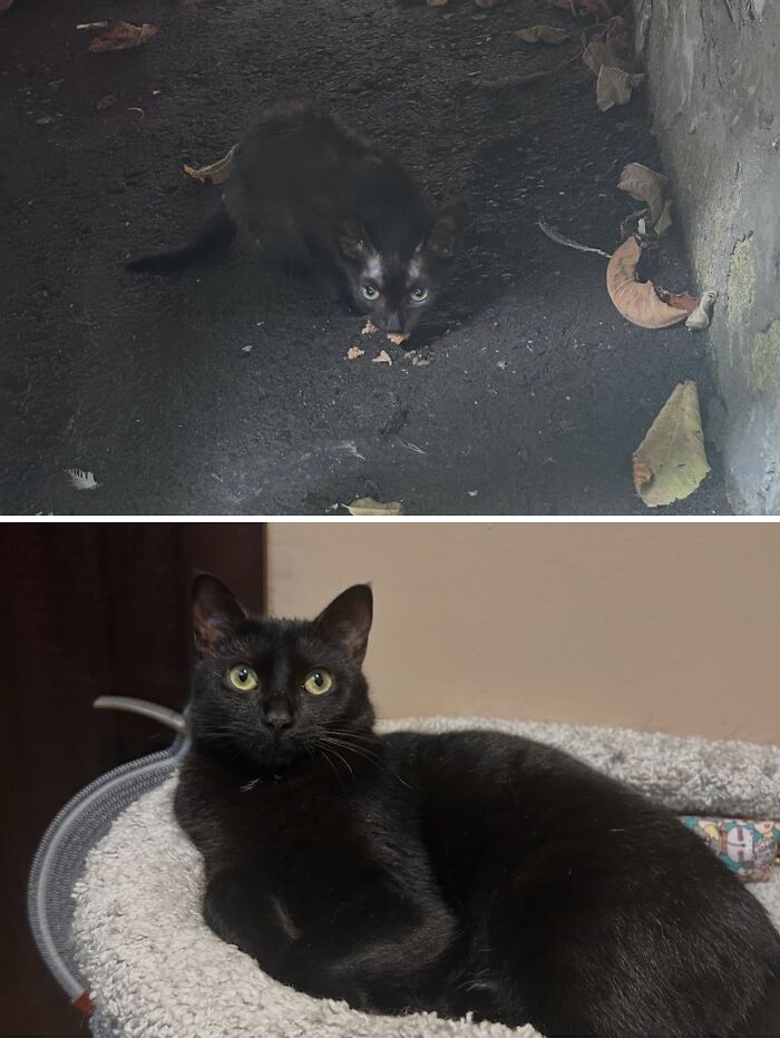 73 Rescue Cat Transformations That Might Heal Your Soul 73 Rescue Cat Transformations That Might Heal Your Soul