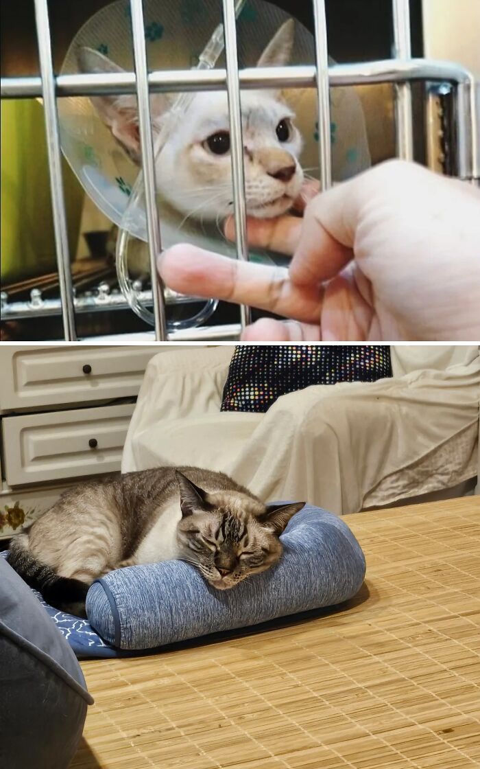 73 Rescue Cat Transformations That Might Heal Your Soul 73 Rescue Cat Transformations That Might Heal Your Soul